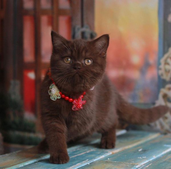 British Shorthair