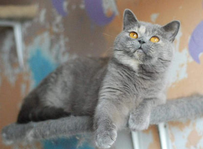 British Shorthair