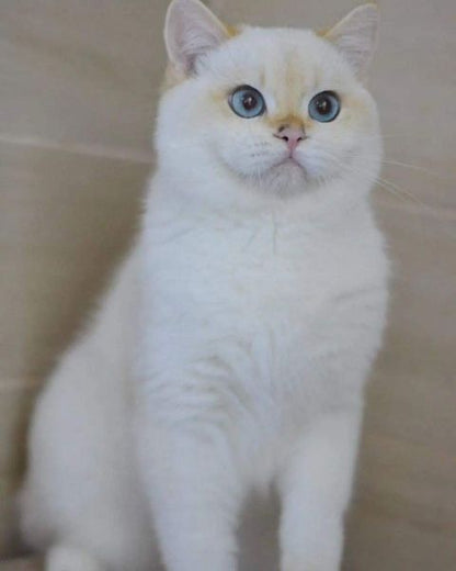 British Shorthair