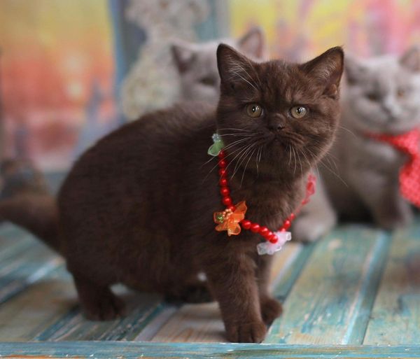 British Shorthair