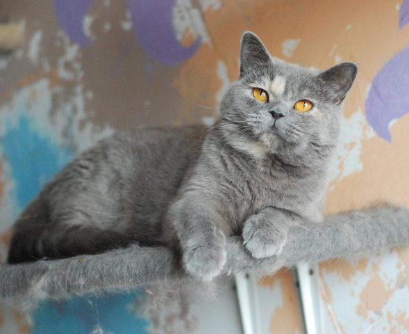 British Shorthair