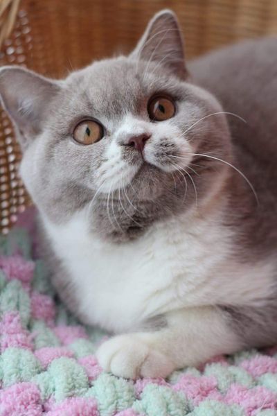 British Shorthair