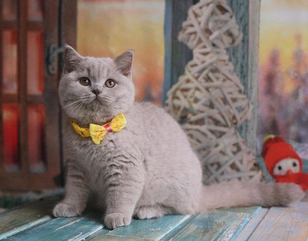 British Shorthair