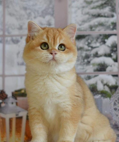 British Shorthair