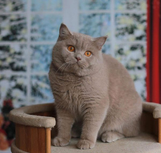 British Shorthair