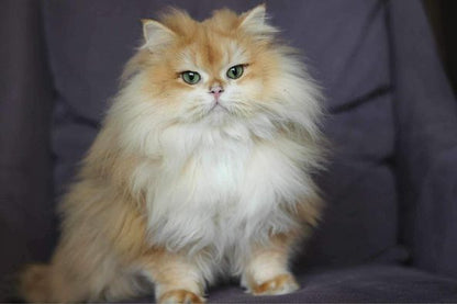 British Longhair