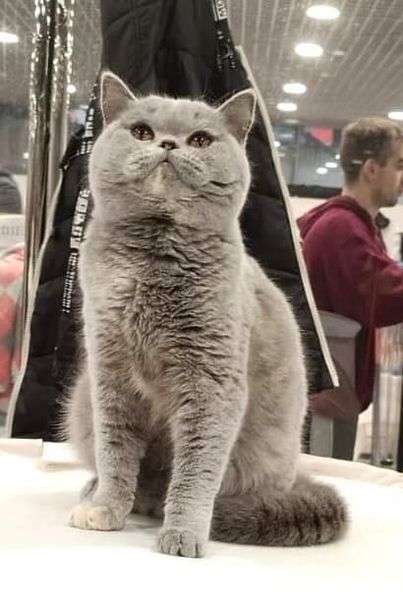 British Shorthair