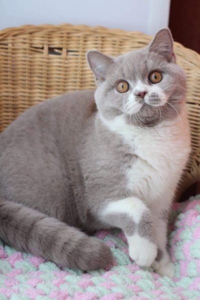 British Shorthair