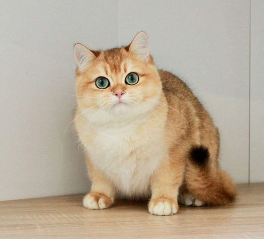 British Shorthair