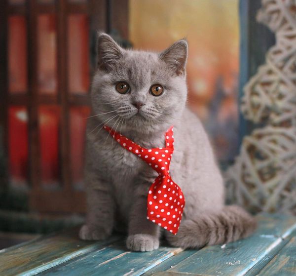 British Shorthair