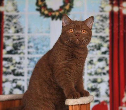 British Shorthair