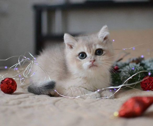 British Shorthair