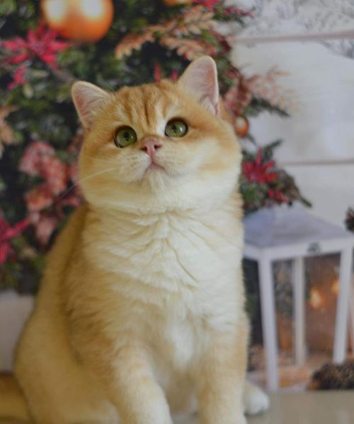 British Shorthair