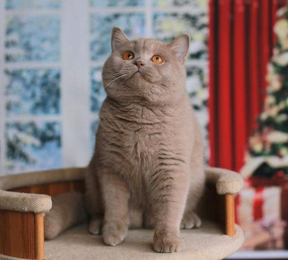 British Shorthair