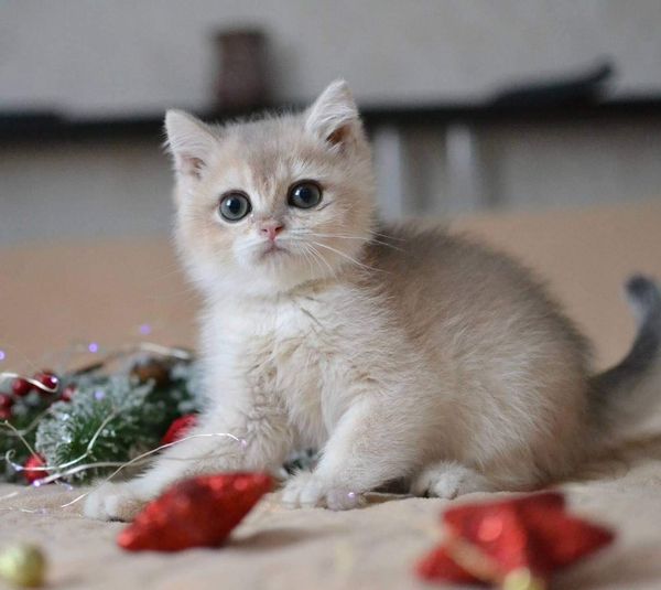 British Shorthair