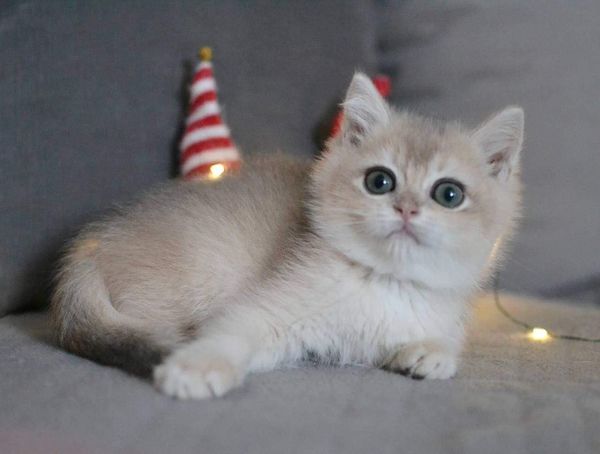 British Shorthair