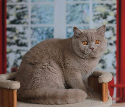 British Shorthair