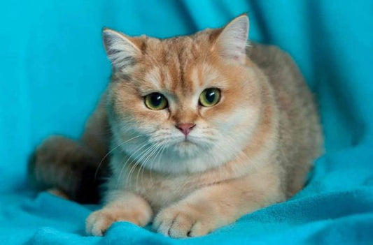 British Shorthair