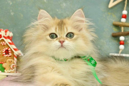 British Longhair