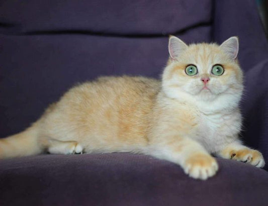 British Shorthair