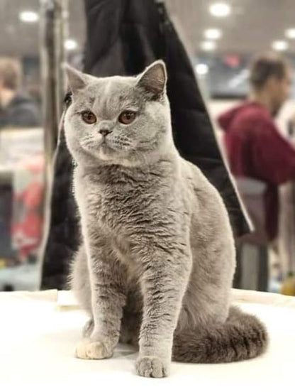 British Shorthair