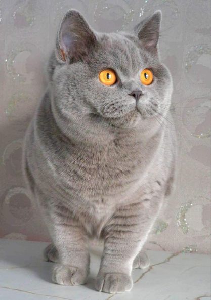 British Shorthair