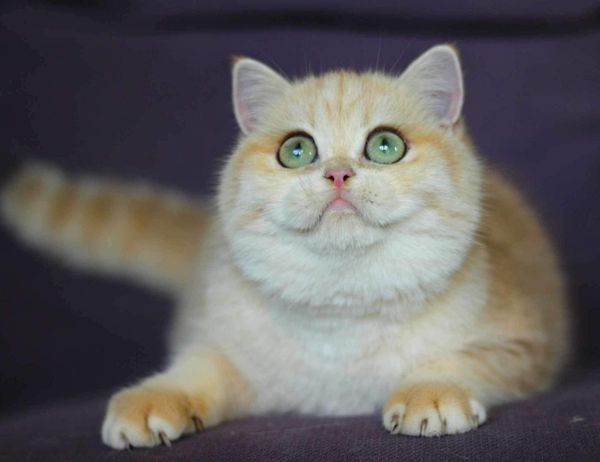 British Shorthair