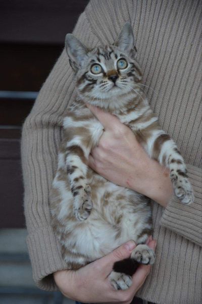 Bengal