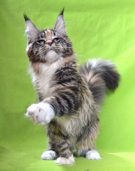 Maine Coon