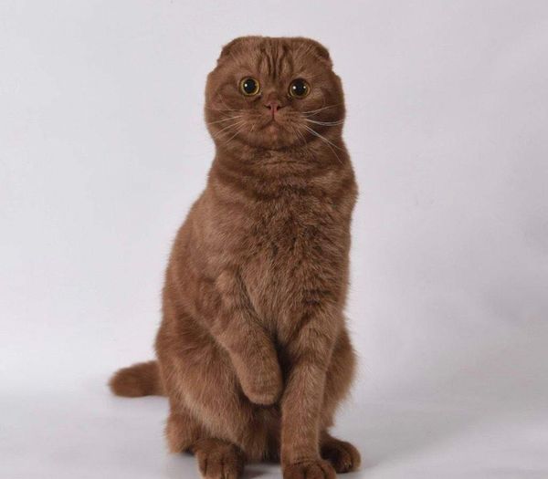 Scottish Fold