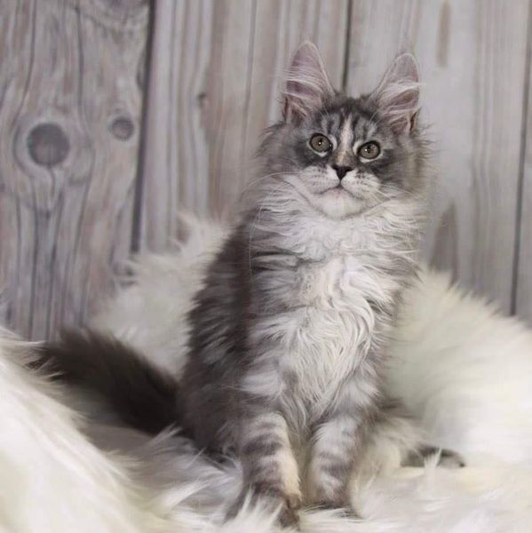 Maine Coon