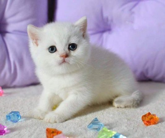 British Shorthair