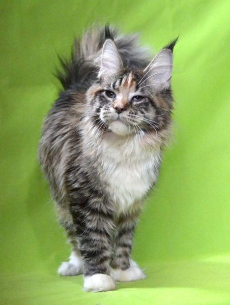 Maine Coon