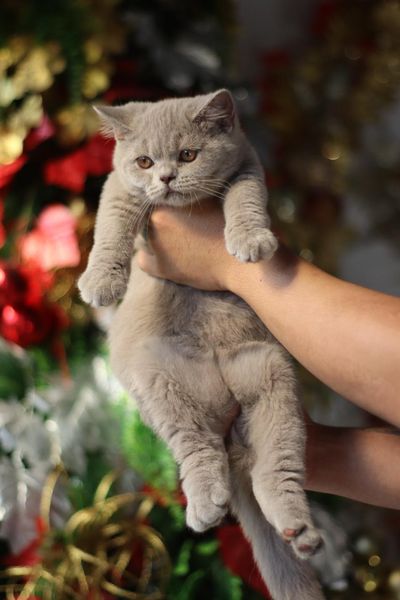 British Shorthair