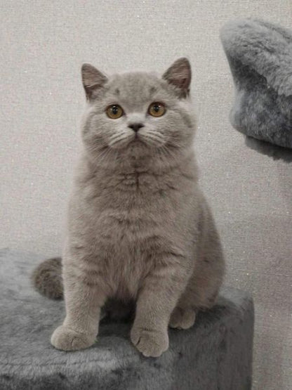 British Shorthair