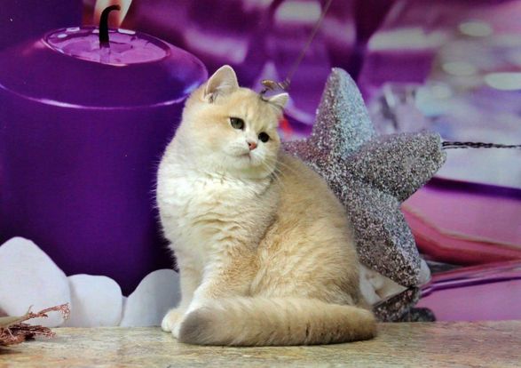 British Shorthair