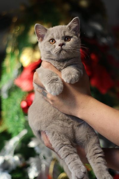 British Shorthair