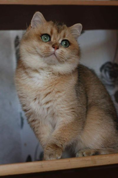 British Shorthair