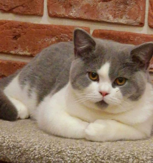 British Shorthair