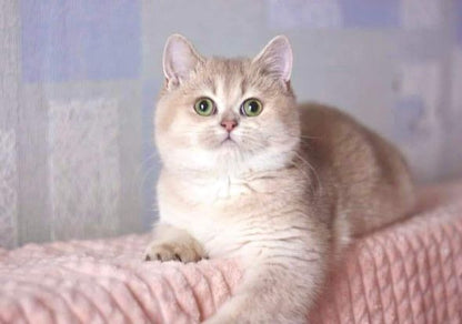 British Shorthair