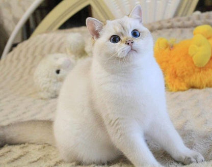 British Shorthair