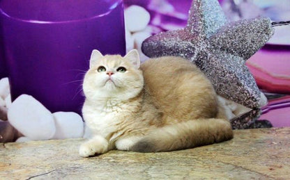 British Shorthair