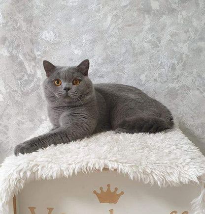 British Shorthair