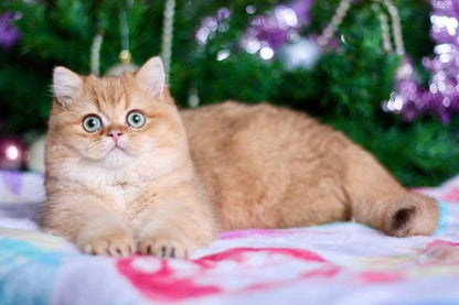 British Shorthair