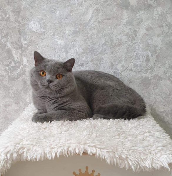 British Shorthair