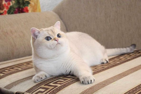 British Shorthair