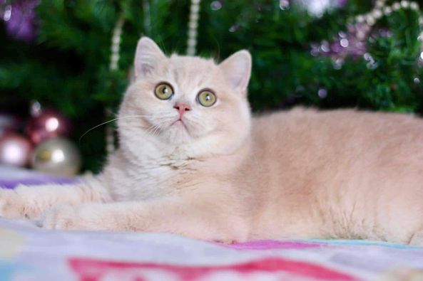 British Shorthair