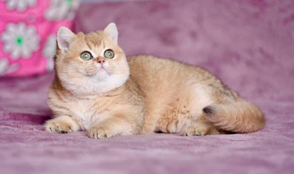 British Shorthair