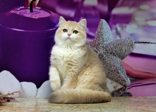 British Shorthair