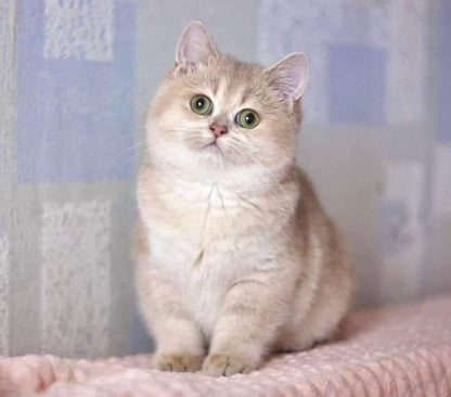 British Shorthair